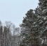 На предновогодней неделе шарыповцев ждет переменчивая погода - Sharypovo.Today